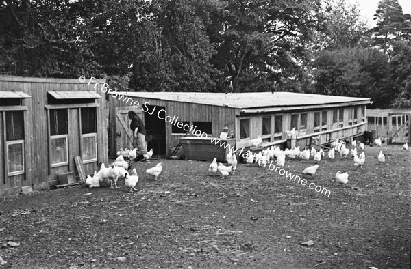 CHICKEN FARM